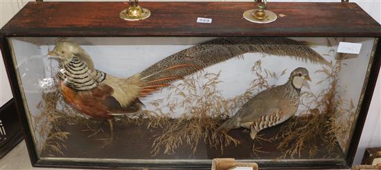 A taxidermy group of a golden pheasant and partridge